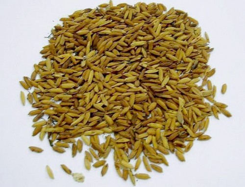 Germinated Millet (Gu Ya)