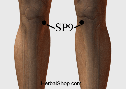 Sp 9 Key Acupressure Point SP9 – HerbalShop