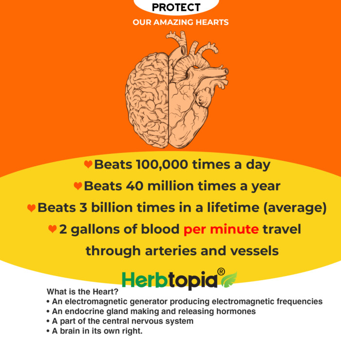 Protect our amazing hearts with Herbotopia. The heart is an electromagnetic generator, an endocrine gland, part of the central nervous system, and a brain in its own right. It beats 100,000 times a day, 40 million times a year, and 3 billion times in a lifetime. Every minute, 2 gallons of blood travel through arteries and vessels.